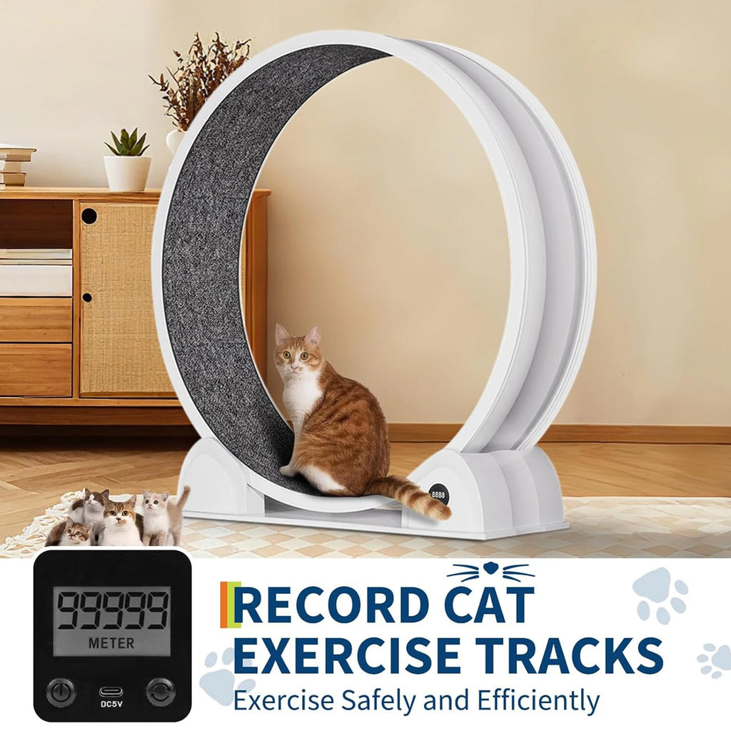 Cat Exercise Wheel for Indoor Cats,