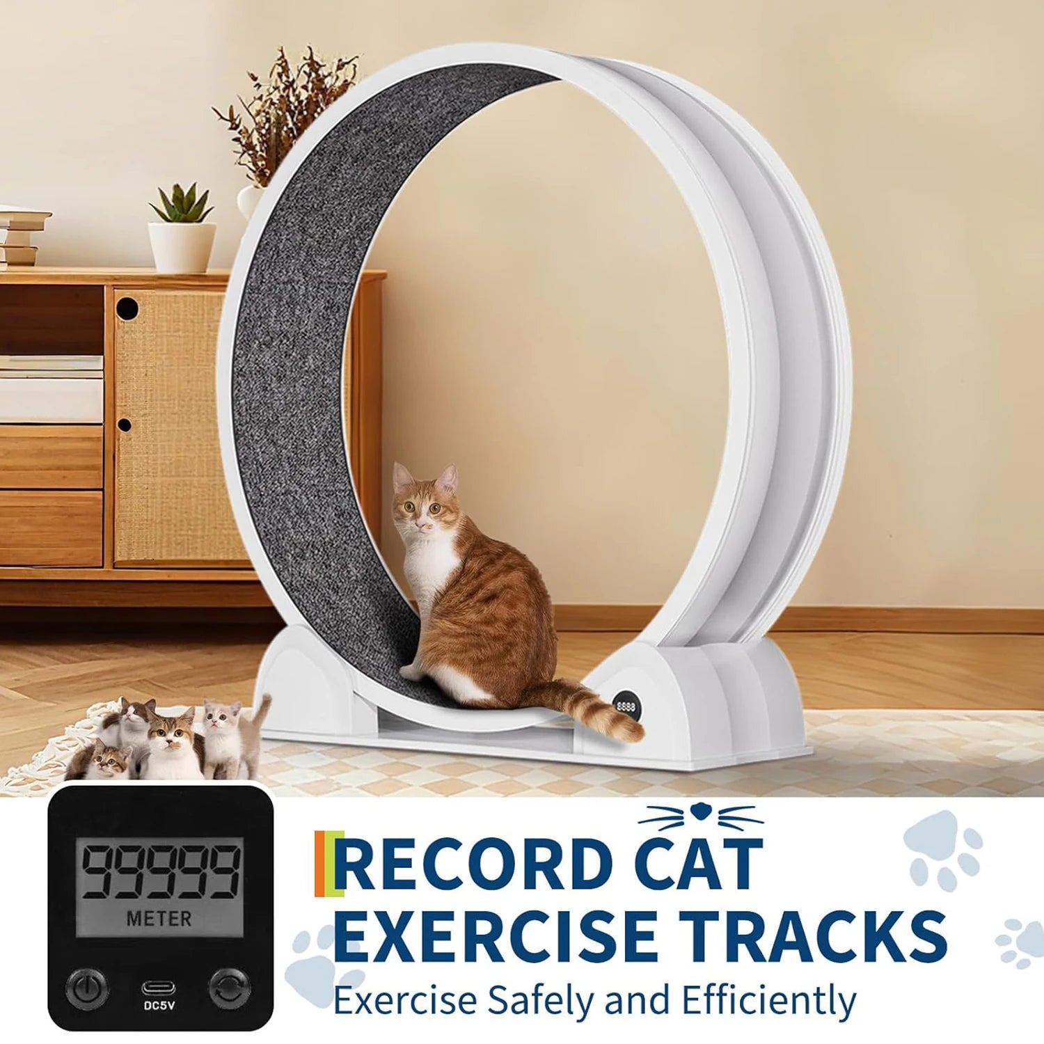 Cat Exercise Wheel for Indoor Cats,